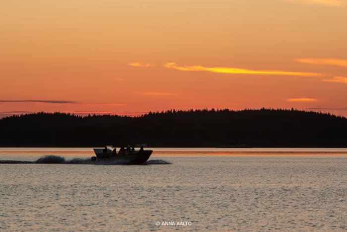 Safarivene ajaa auringonlaskun aikaan. Safari boat driving in the sunset.